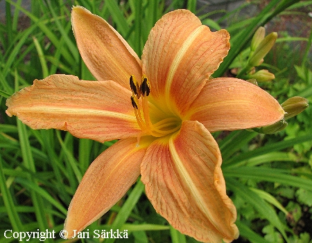 Rusopäivänlilja - brunröd daglilja - Hemerocallis fulva 'Sirkku' Rusopäivänlilja - brunröd daglilja - Hemerocallis fulva 'Sirkku'